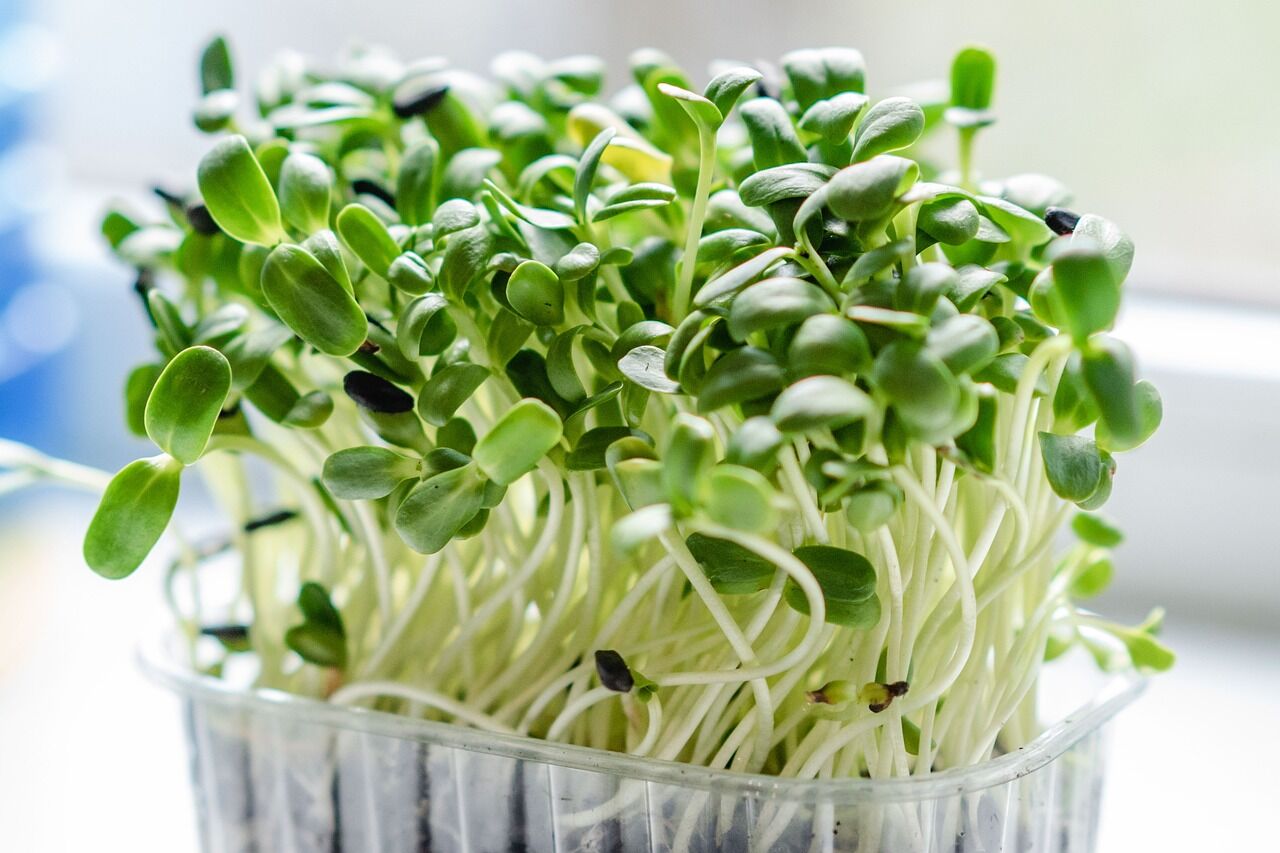 How To Choose The Ideal Medium for Successful Homegrown Microgreens